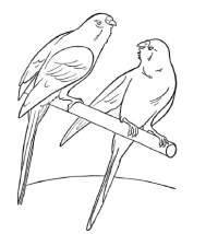 birds