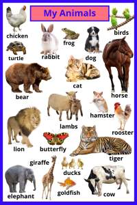 ENG MY ANIMALS POSTER (1)