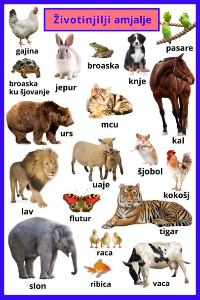 VLAŠKI ANIMAL POSTER