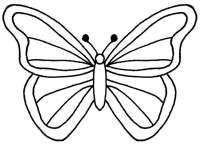 butterfly