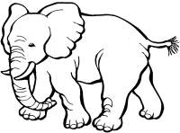 elephant