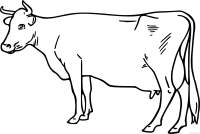 cow