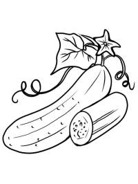 cucumber