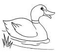 duck