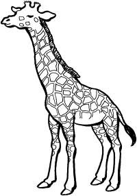 giraffe