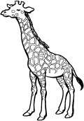 giraffe