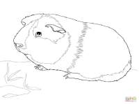 hamster