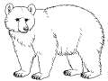 bear