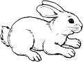 rabbit
