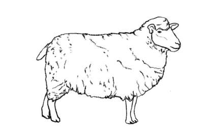 sheep