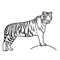 tiger